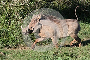 Warthog Running photo