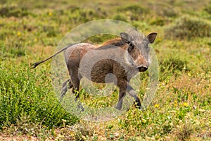 Warthog running arround in Addo Elephant National Park South Africa
