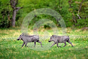 Warthog running, brown wild pig with tusk. Close-up detail of animal in nature habitat. Wildlife nature on African Safari,