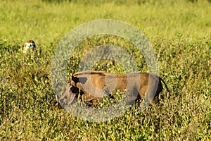 Warthog in the savannah of Samburu