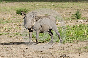 Warthog in Selous game reserve photo