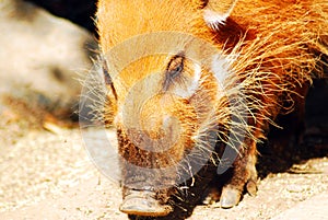 A warthog sniffs the ground