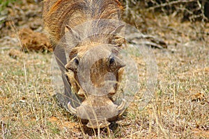 Warthog in South Africa photo