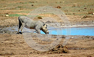 Warthog in South Africa photo