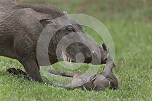 Warthog sow and piglet.