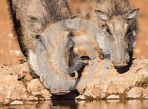 Warthog sow and piglet drinking water in the early morning su