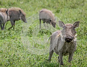 A Warthog standing alertly in the grasslands of Africa.