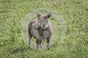 A Warthog standing in the grasslands of Africa.