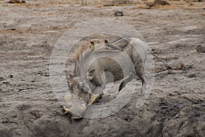 Warthog striding through muddy terrain, its tusk-like snout extended as it forages for sustenance