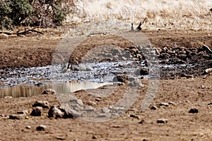 Warthog taking a mud bath  in Lewa Conservancy Kenya on a sunny day