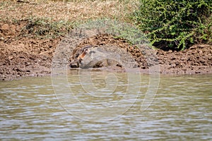 Warthog taking a mud bath at a water dam.