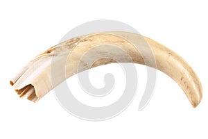 Warthog tusk photo