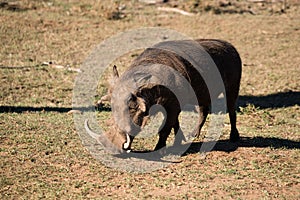 Warthog with tusks grazing on short grass