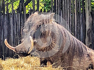 Warthog with tusks at zoo