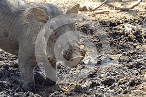 Warthog using nose to dig in african savannah