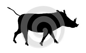 Warthog vector silhouette illustration isolated on white background. Bush Pig. Wild boar symbol. African boar isolated.