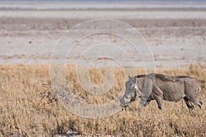 Warthog walking along Etosha pan