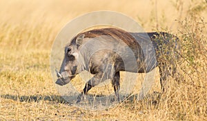 Warthog walking in the evening sun