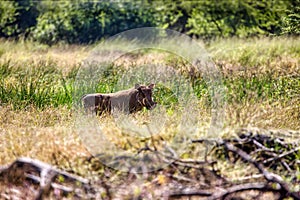 warthog walking in the grassland in front of the african bush