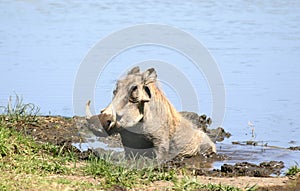 Warthog Wallowing photo