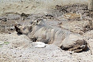 Warthog wallowing in mud