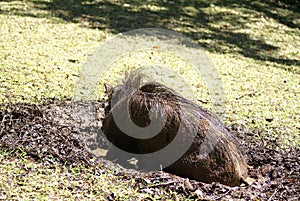 Warthog wallowing in mud