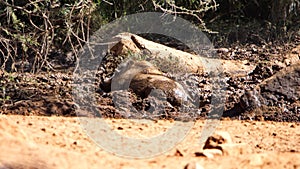 Warthog wallowing in a watering hole