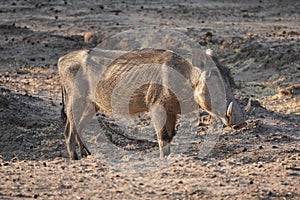 Warthog in Waterberg Wilderness Private Reserve, Namibia