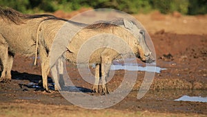 Warthog at a waterhole