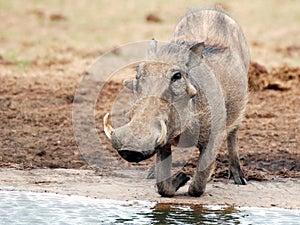 Warthog at waterhole Addo reserve photo