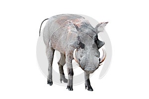 Warthog on white background