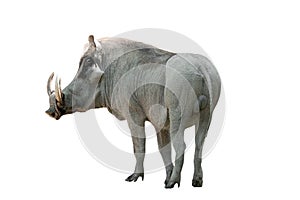 Warthog on white background