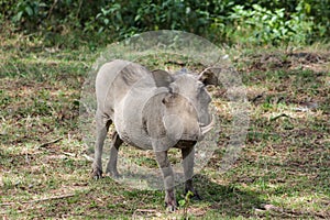 Warthog wild animal in African bush