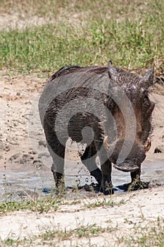 Warthog photo