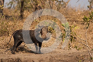 Southern Warthog