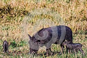 Warthog Wildlife Animals Mammals at the savannah grassland wilderness hill shrubs great rift valley maasai mara national game