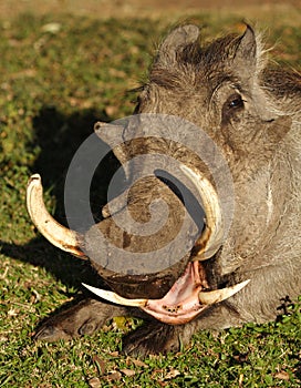 Warthog yawning showing dangerous tusks