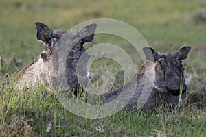 Warthog and Young