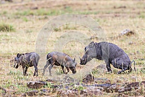 Warthog with young ones