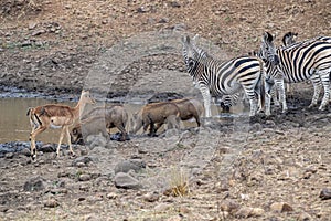 Warthog zebra and antelope at drinking pool in kruger park south africa