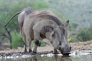 Warthog in Zimanga Park - South Africa