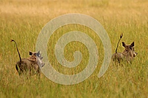 Warthog, Zimbabwe, Hwange National Park