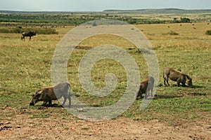 Warthogs photo