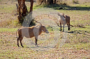 Warthogs photo