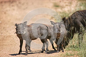 Warthogs