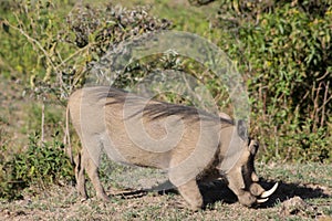 Warthogs in African bush