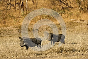 Warthogs in the bush