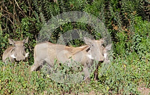 Warthogs in the bush