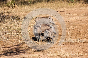 Warthogs Calfs Animals Wildlife photo