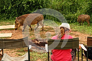 Warthogs in Camp with Female Tourist